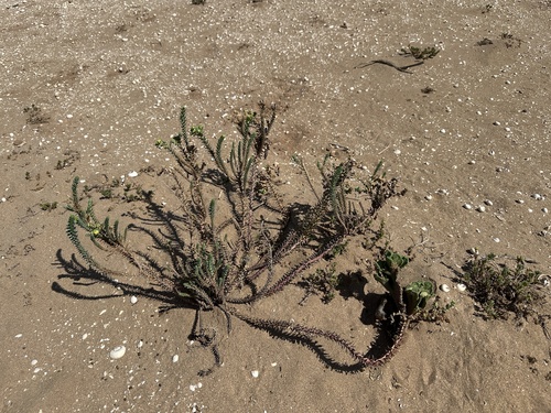 Sea Spurge