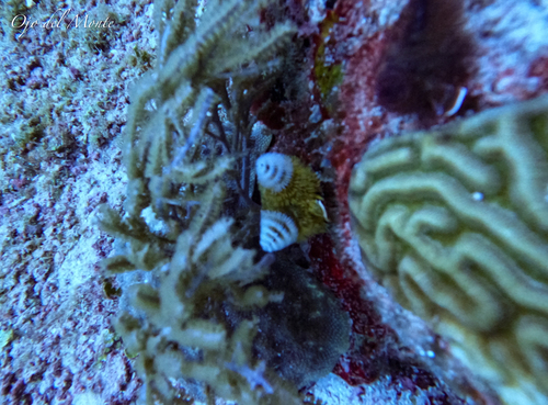 Spirobranchus giganteus observed 2026-10-11