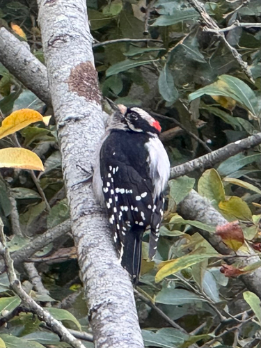 Downy Woodpecker