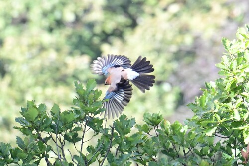 Eurasian Jay