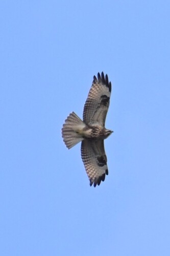 Eastern Buzzard
