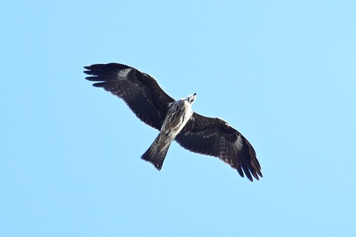 Black Kite