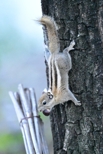 Swinhoe's Striped Squirrel