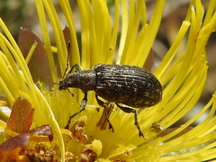 Polydrusus pilosus