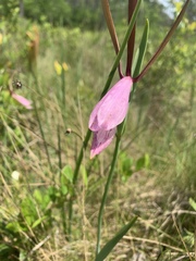 Cleistesiopsis divaricata