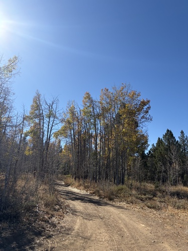 iNaturalist observation photo of quaking aspen