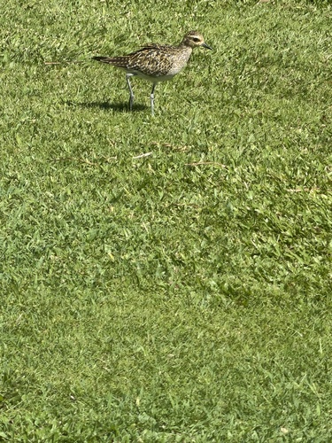 Pacific Golden-Plover