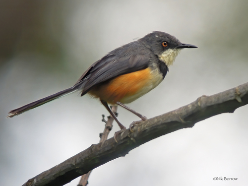 Black-collared Apalis