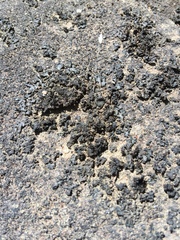 Lathagrium undulatum
