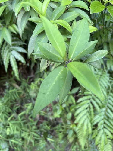 Hydrangea chinensis observed 2026-10-14