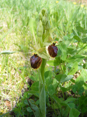 Ophrys sphegodes sphegodes