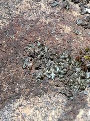 Lathagrium undulatum