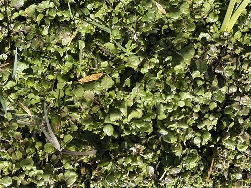 iNaturalist observation photo of watercress