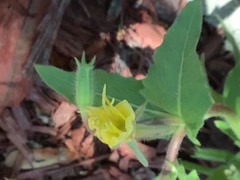 Angiospermae