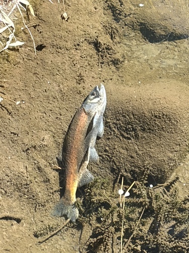 iNaturalist observation photo of Sockeye Salmon