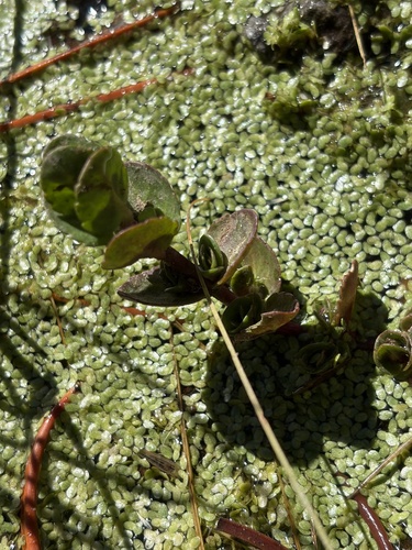 iNaturalist observation photo of American brooklime