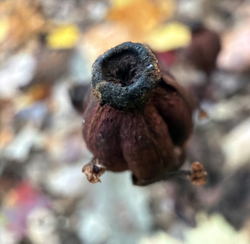 Ghost Pipe
