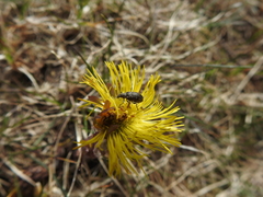 Polydrusus pilosus