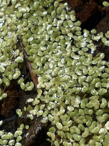 iNaturalist observation photo of Duckweeds