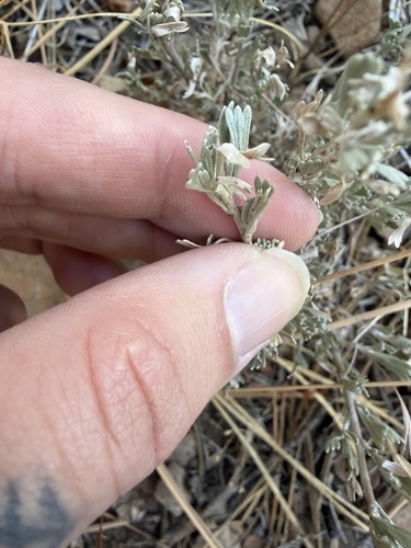 iNaturalist observation photo of low sagebrush