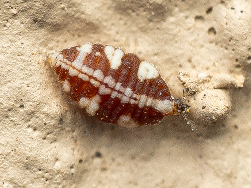 Semidalis