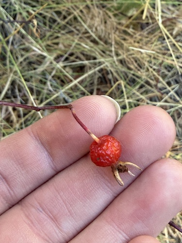 iNaturalist observation photo of Woods' rose