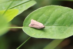 Acompsia cinerella