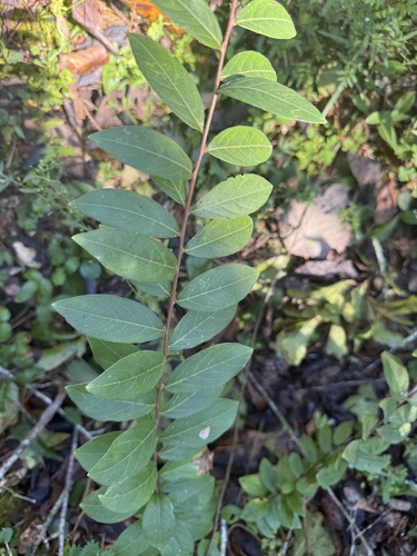 Lagerstroemia indica observed 2026-10-13