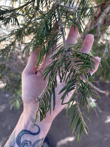 iNaturalist observation photo of white fir