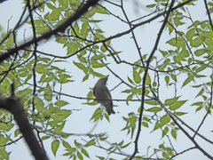 Vireo gilvus