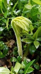 Astilboides tabularis