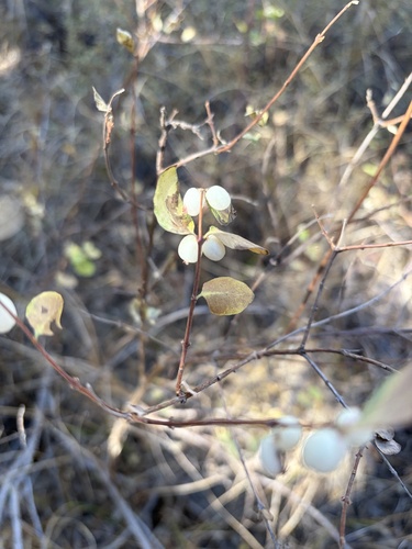 iNaturalist observation photo of Roundleaf Snowberry