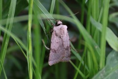 Agrotis cinerea