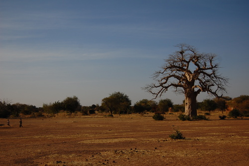 African baobab