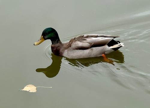 Mallard