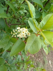Prunus virginiana