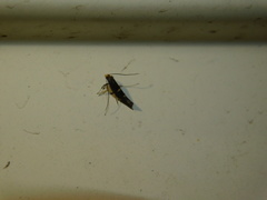 Callisto denticulella