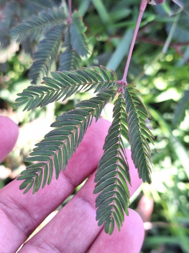 Mimosa pudica observed 2026-10-11