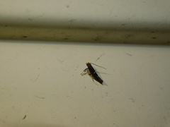 Callisto denticulella