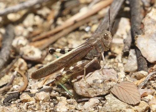 Speckle-winged Rangeland Grasshopper