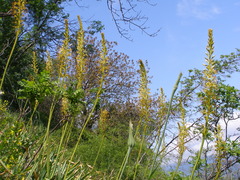Eremurus spectabilis