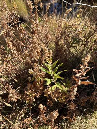 iNaturalist observation photo of west coast Canada goldenrod