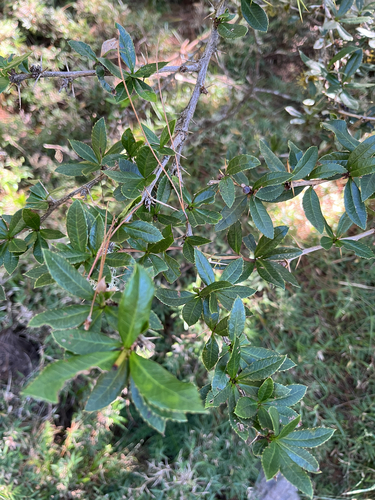 Berberis kawakamii, 2026-10-14