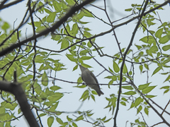 Vireo gilvus