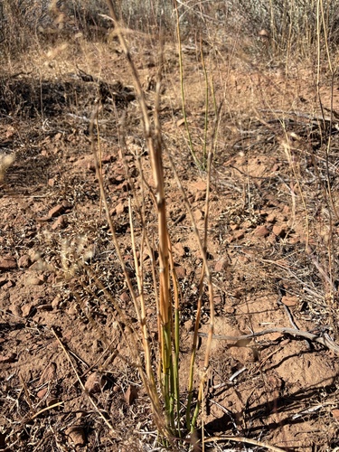 Equisetum laevigatum, 2026-10-13