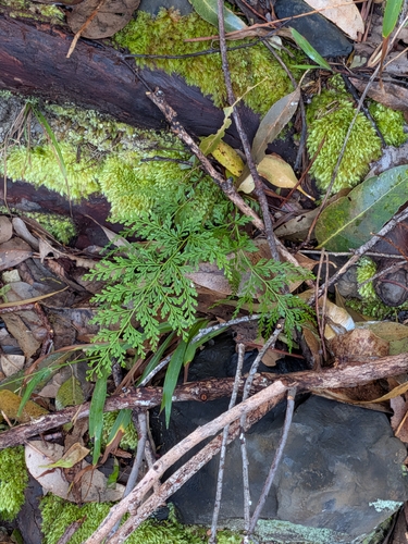Odontosoria chinensis observed 2026-10-05