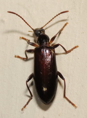 Statira
