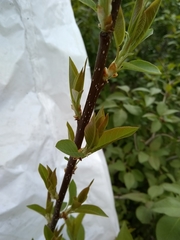 Prunus virginiana