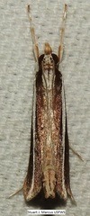 Carectocultus perstrialis