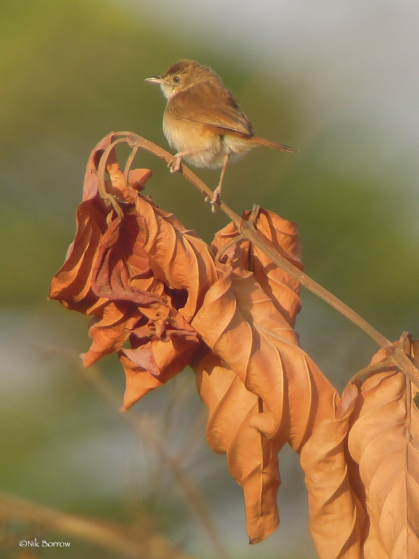 Rufous Cisticola